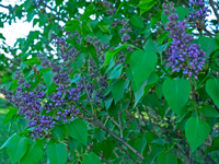 image of Lilac bushes